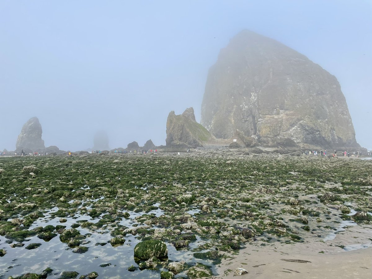 AnnaProsser's tweet image. On Friday it was a special super low tide day at the Oregon Coast! I went to #CannonBeach #HaystackRock, which is usually too far out in the ocean to walk near. We could walk almost all around it! Also, it was very Barovia-misty all along the beach. So much fun. I love it here.