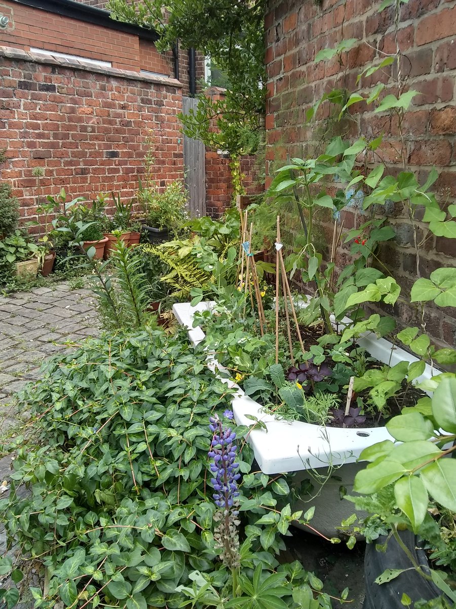 Here's some of the many treasures spotted on the expedition along Moss side's longest continuous greened alley, thanks to the hard work and creativity of the neighbours there!