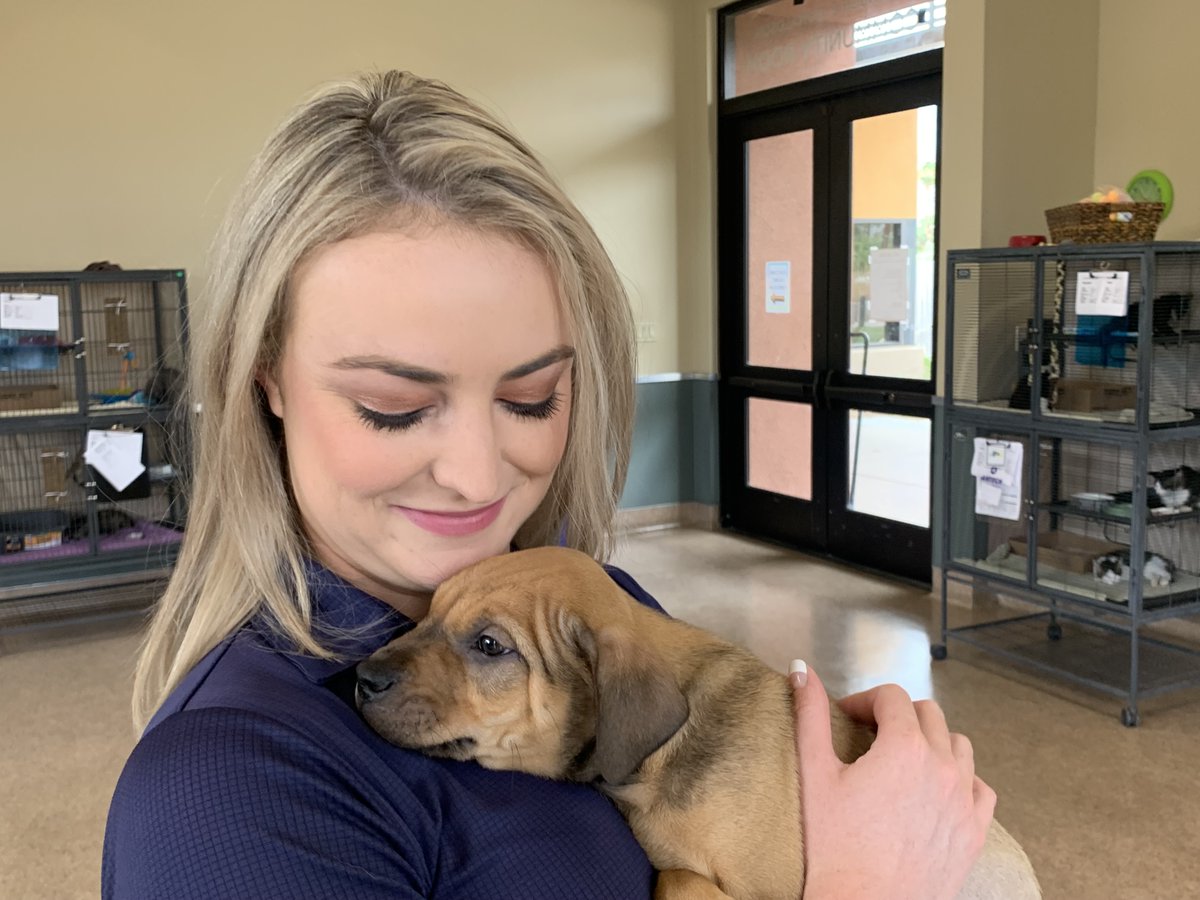 Look at this baby! Each year, our local shelters see an influx of pets after frightened animals escape due to Fourth of July fireworks/celebrations. There's a free microchipping event this Friday at the @PSAnimalShelter @KESQ DETAILS: bit.ly/3619CmD