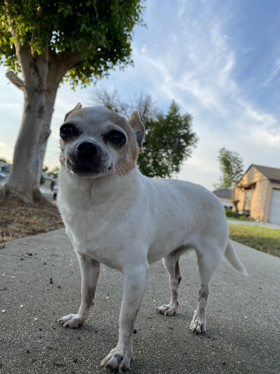 emc72000's tweet photo. Some golden hour flicks with the rat 💕 https://t.co/rQ1Sz85V4C
