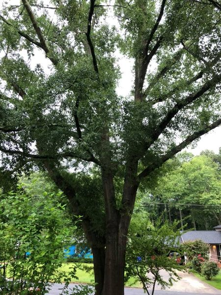 Goodbye old friend, fatally trimmed by the power company and tilting ominously towards the house. Thanks for all the years of shade and green, of squirrels and nests and continuity, for ushering the girls through childhood and all of us through time. #TheTakedown