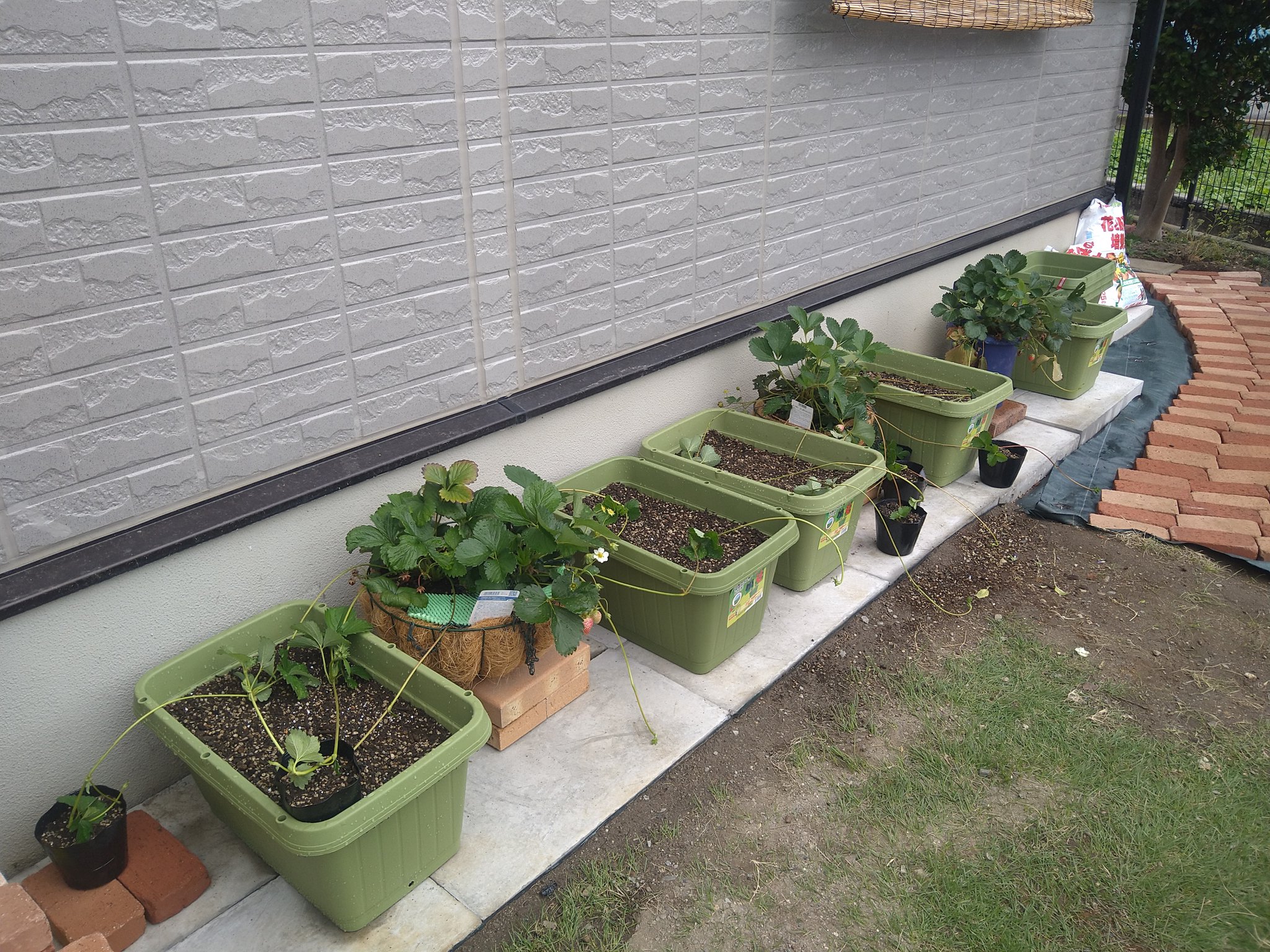 イチゴプランター栽培 Twitter Search Twitter