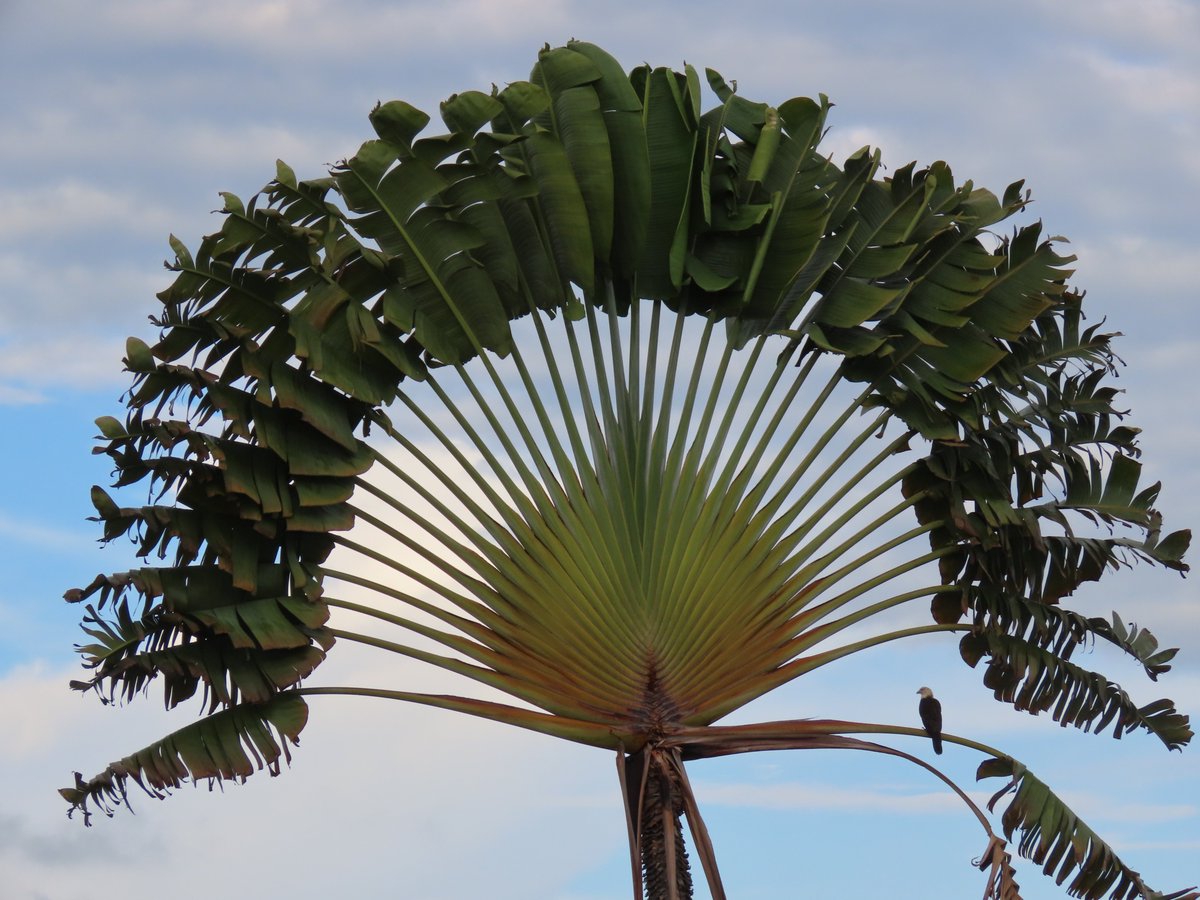 Un abanico bien decorado.