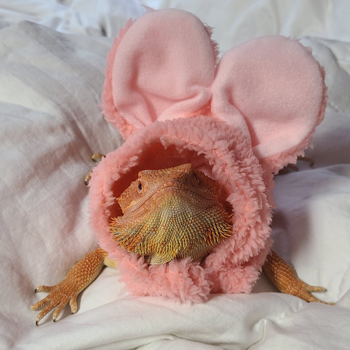 nannerkitty's tweet image. New hat from @kitan_club #ねこさぎちゃん #rabbitears #pethoodie