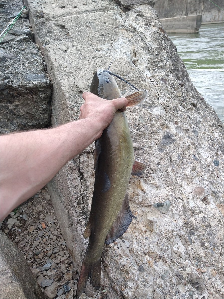 BigdipperF's tweet photo. Couple nice little river channels today https://t.co/MVaczw2qDK