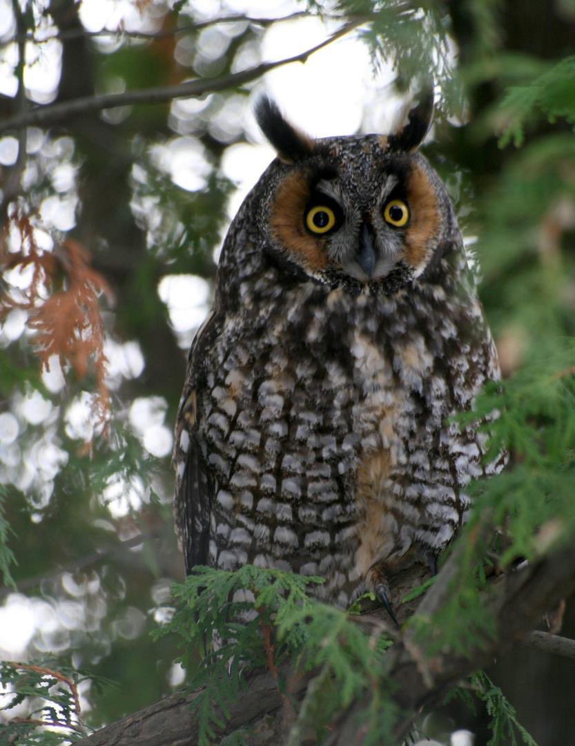 JudithMallard's tweet photo. #backyardsanctuary Some of my fave backyard nature photography. All model releases collected π #photography #WritingCommunity https://t.co/pBsb7e1fsE