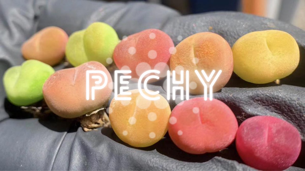 PeachyPool's tweet photo. 🍑PECHY
🤵Total Delegators: 14
🌲Live Stake: 181,671 ₳

⛏️Epoch274 Minted Blocks: 0 / 0
📅Epoch275 Assigned Blocks: 0 / 0.17

🧱Lifetime Blocks: 3

Stake with us and have a 🍑Peachy day🍑
#Cardano #ADA #CardanoADA https://t.co/Zj1xvHJl7Q