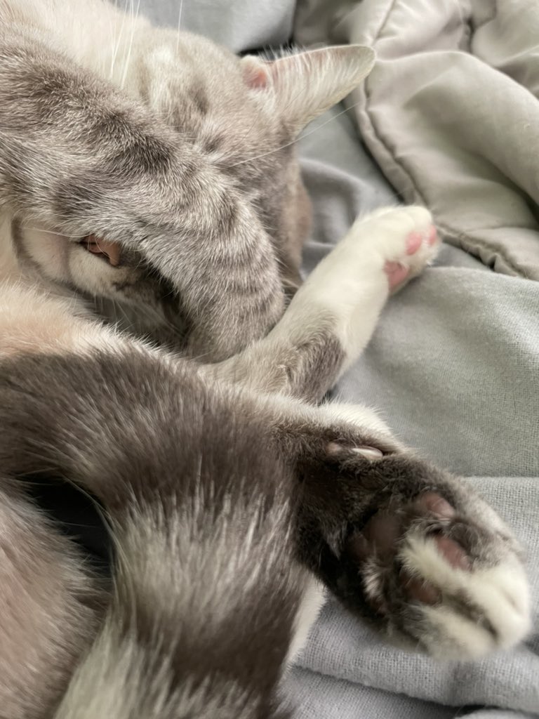 GeoMartinez96's tweet photo. 2/28/18 - 6/29/21
Rest in Paradise my sweet Oliver.
The sweetest, purest, most innocent beautiful soul taken much too soon. I’m sorry we couldn’t do more for you, but at least you’re not in pain anymore.

I love you forever Oliver Timothy Schrum-Martinez ❤️ https://t.co/EcpnnXy5pa