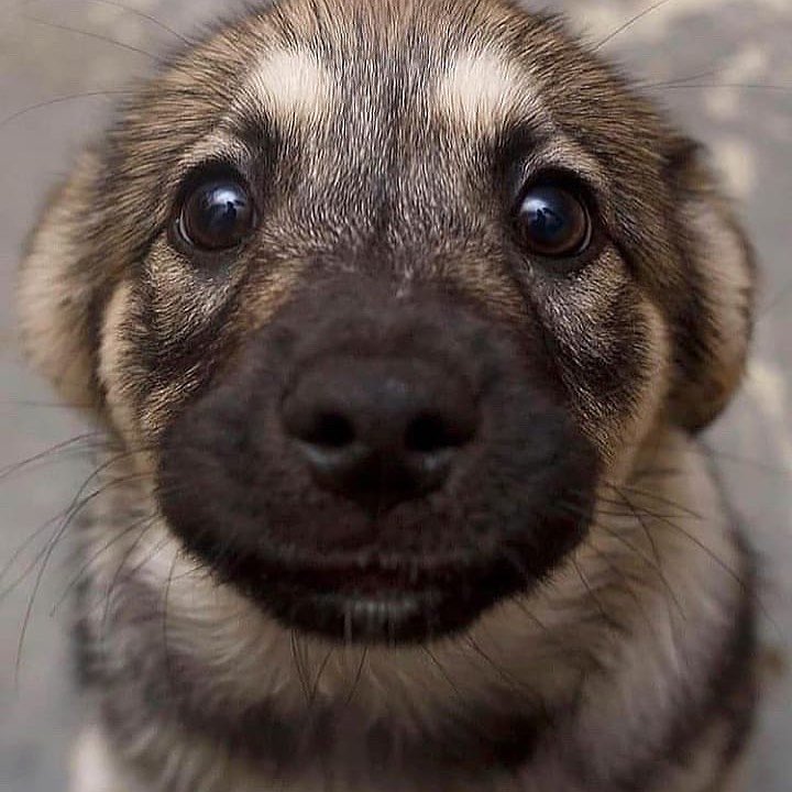 NecesitoUnPerro's tweet photo. https://t.co/3q1JGO7KRf