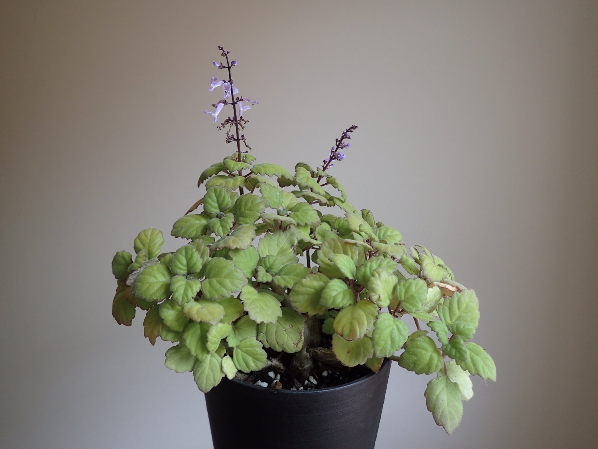 プレクトランサスエルンスティー Twitter Search Twitter