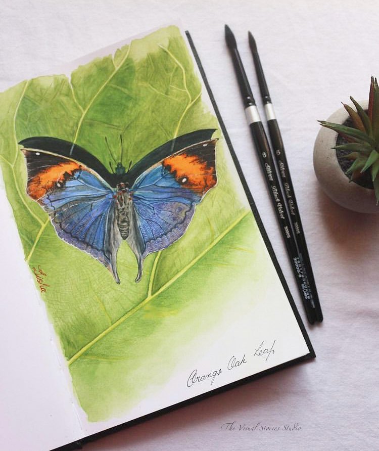 Visualscitories's tweet photo. It’s Orange Oakleaf kind of morning where you can see all it’s beauty only when they bask in sun with wings wide open different from their dead leaf disguise.
#kallimainachus #orangeoakleaf #naturalhistoryillustration #butterfliesofindia #ArtistOnTwitter https://t.co/kyhGmEM7Qu