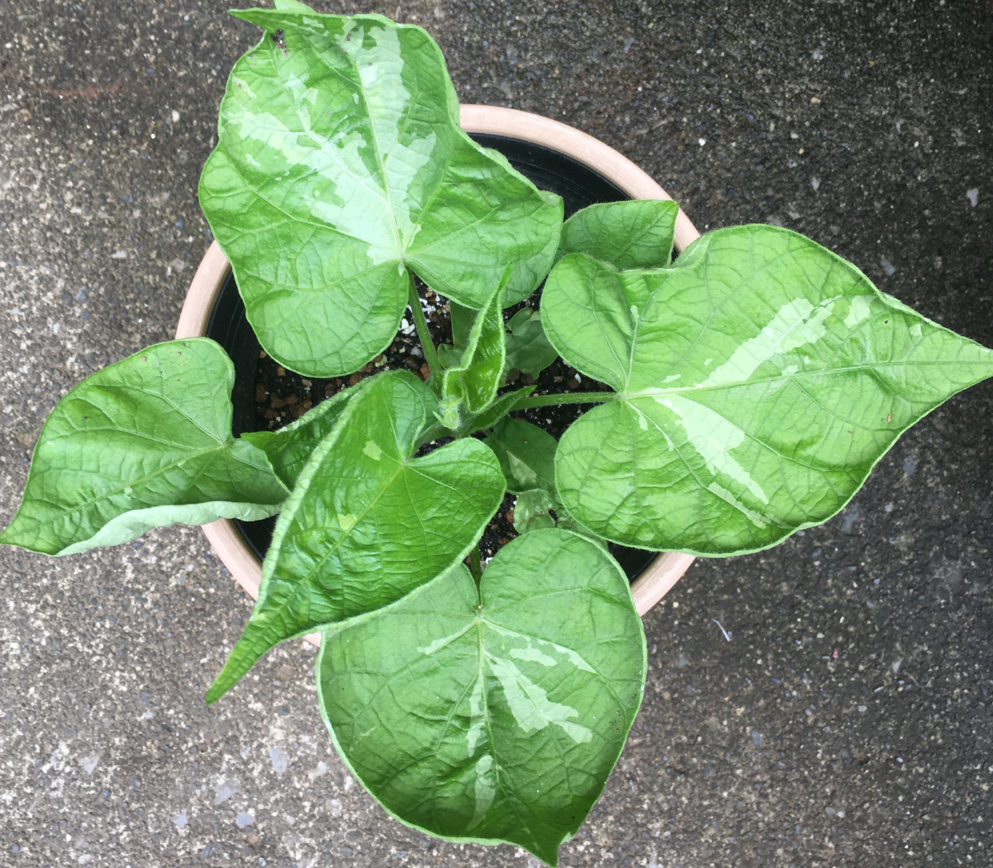 たいやき 今朝の朝顔 大輪曜白と言っても8cmの初花 ダイソーで1袋110円で買った種 G1028 黄立田鼻葉淡紅筒白浅切咲 去年育てた鼻葉 Q591 よりいい感じ 葉っぱ好きからすると鼻葉の朝顔 市販すればいいのにと思う G584縮有明 G5同じ縮咲だけど葉の