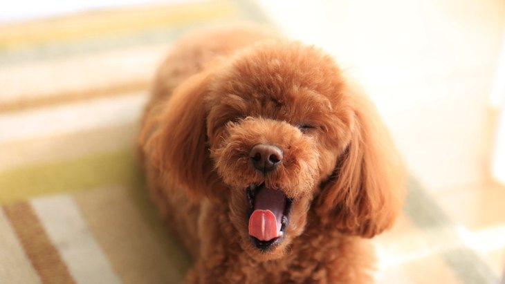 What are the six causes of a dog’s ‘personality change’?

1.Aging
2.Environmental Changes
3.Owners’ behavior and how they treat their dogs
4.I have a growing family of dogs and cats.
5.Spaying and neutering
6.Dementia