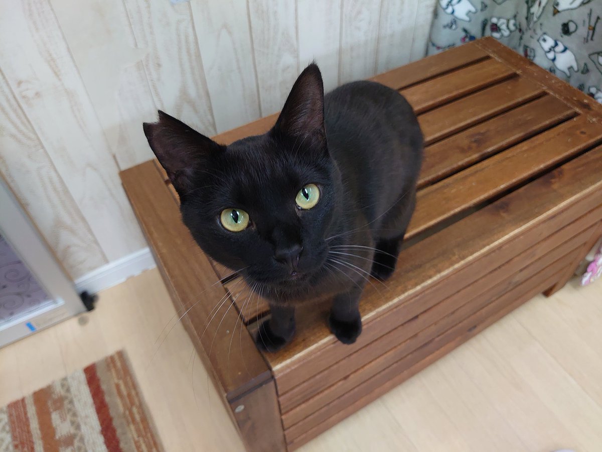 ট ইট র 関東4店 譲渡型猫カフェ にゃんくる 鎌倉 たかお こうさく兄弟 人間大好きな甘えん坊 とっても可愛いです たかおは他の猫 ちゃんが苦手なので 二匹だけで可愛がって下さるお家を探しています 鎌倉では現在匹の猫ちゃんが新しい家族を待っ