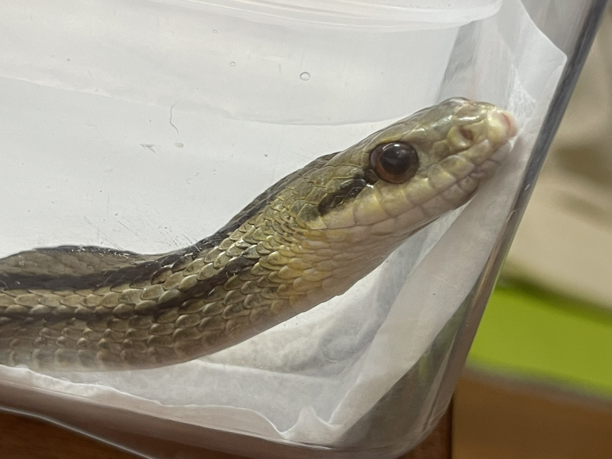 みなせ C100 お疲れさまでした アオダイショウとシマヘビはおすすめ 餌食いが良いし 対応温度範囲も広く 雑に飼える 非常に飼いやすい 万一脱走してもニュースにはなりにくいし 自然環境への影響もごく軽微です 国産ヘビは本当におすすめ