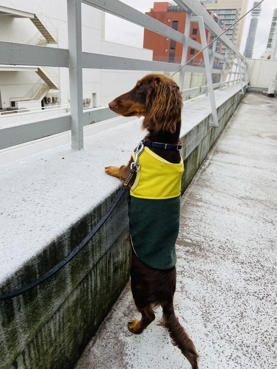 elchamolife's tweet photo. 実家のワンコ君、めちゃくちゃ姿勢がいい🤣
#いぬぜ　#犬背　#いぬ　#犬 https://t.co/hW9EkIy4fM