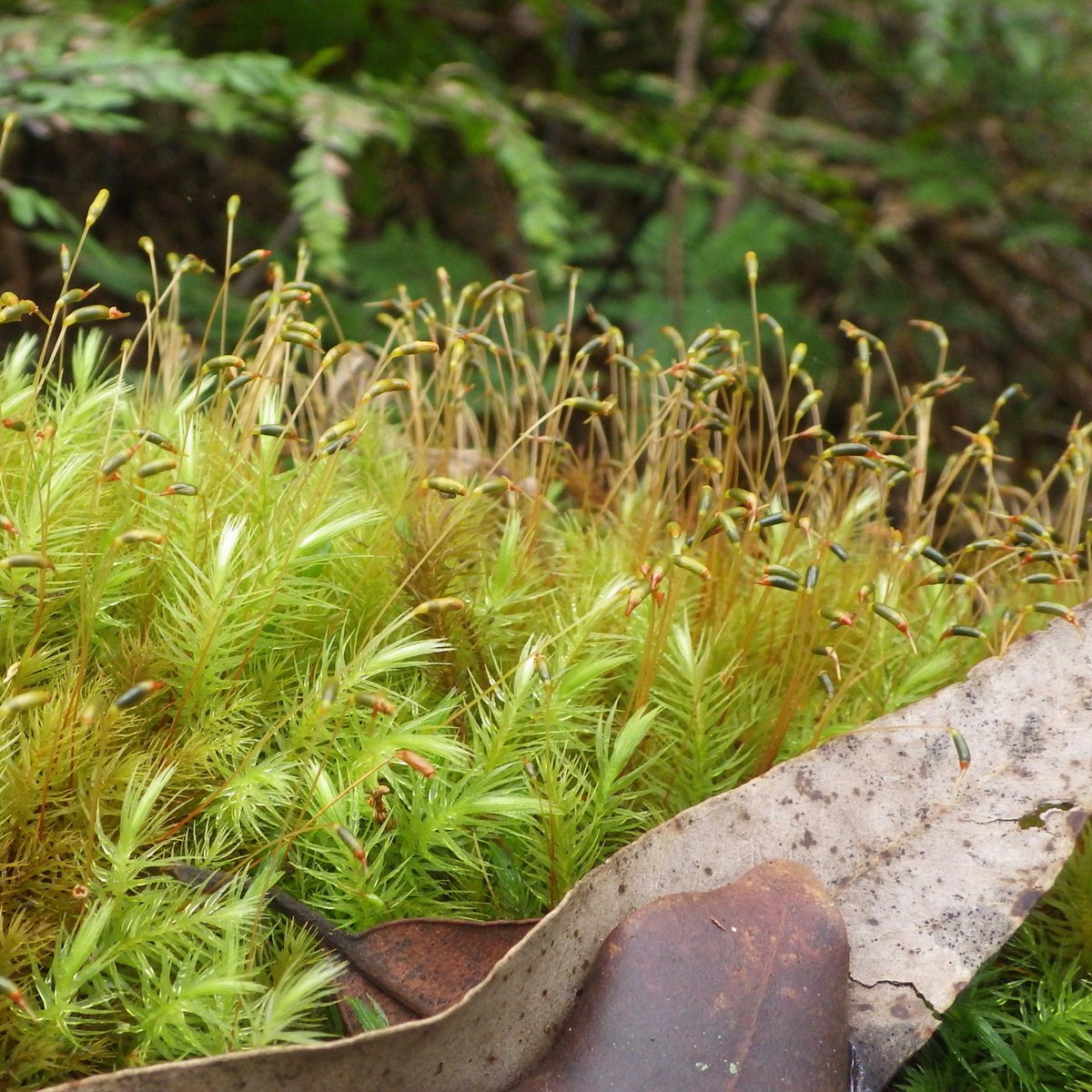alisonhaynes1's tweet photo. #nswlockdown Day 4. Mossy lockdown walk in beautiful rainforest not far from my home. Great display of sporophytes ('stalky bits' for the plant-challenged; involved in sexual reproduction).
#moss #rainforest #bryophytes #biologylesson #bryology #COVID19Aus https://t.co/s4VqcC2ruD