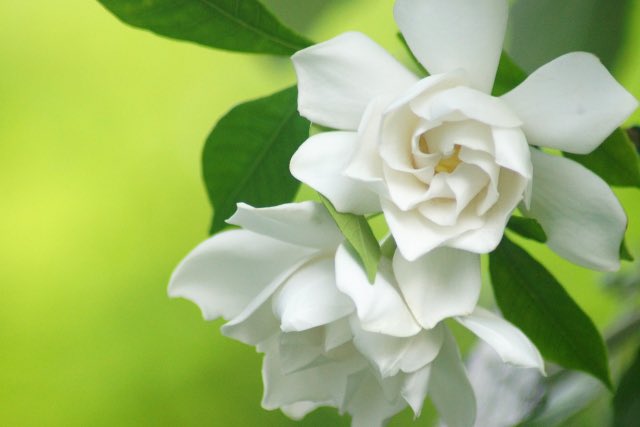 花言葉は 高画質 のtwitterイラスト検索結果 古い順