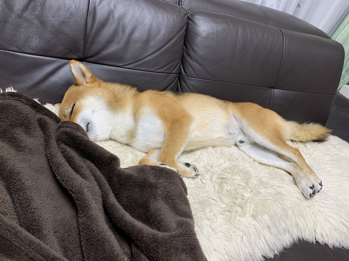SeJVrOExCGZo7X0's tweet photo. 昨夜、ソファーに寝転んでパパとテレビ電話していたら突然パパが「後ろの物体は何？」と言うので、画面をよく見てみると、コンちゃんでした(笑) https://t.co/JOr0JoCUQ5