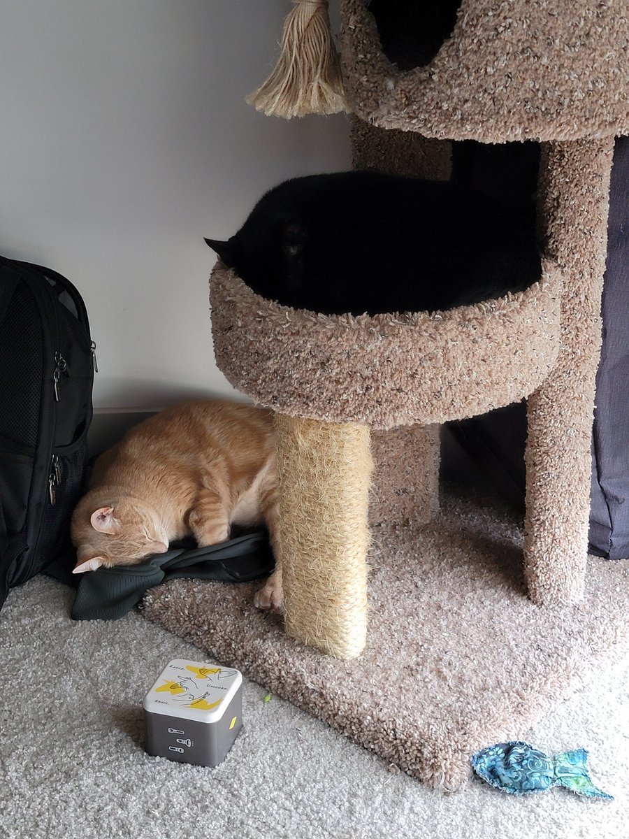iZyga_Gaming's tweet photo. James and Custard enjoy the treats you guys give them in stream very much! They are taking a nap now after their hard efforts of eating.
#CatsOfTwitter #spoiled #BlackCat #bufftabby https://t.co/zXvTeRIjuA