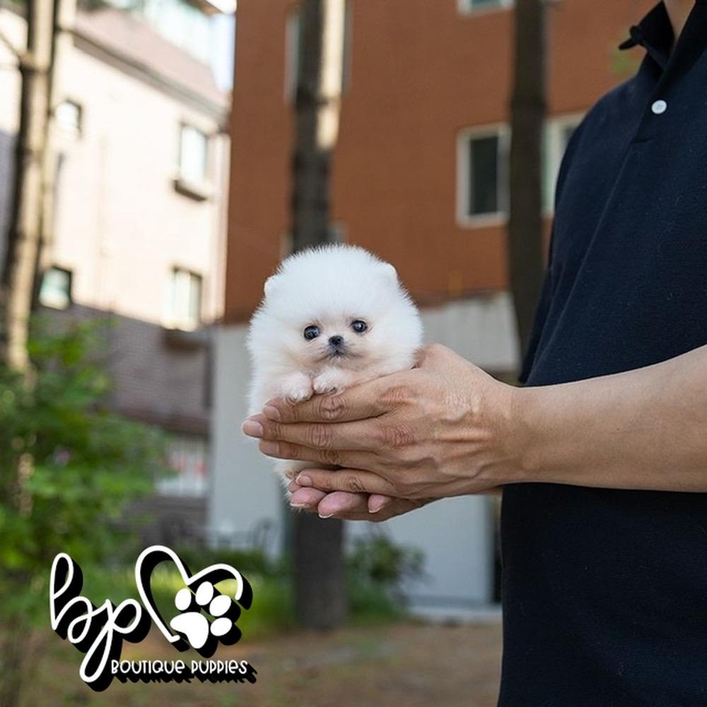 Boutique teacup best sale pomeranians