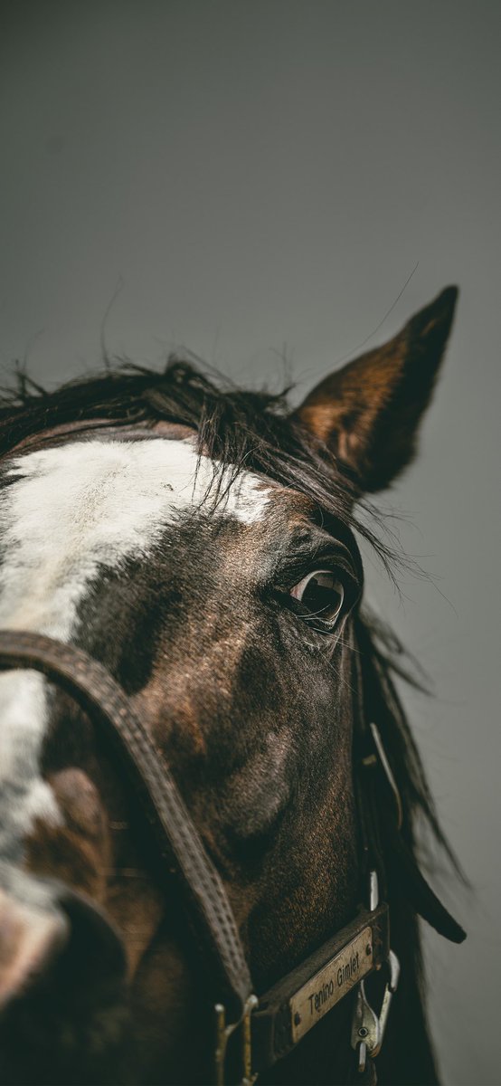 タニノギムレットとは 単語記事 ニコニコ大百科