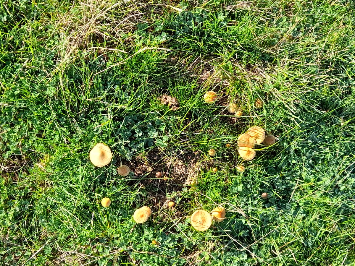 Margaret Simkin tweet media