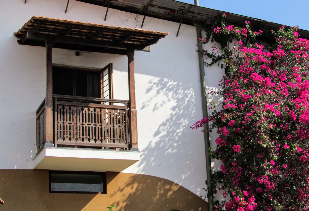 GoodEarthOnline's tweet photo. Native to South America the bougainvillea is frost-sensitive, hardy and can be used as a houseplant or hanging basket in cooler climates. They are drought-tolerant, love the sun, and pack a huge punch of color. They can be pruned into a standard, but also grown along fence 1/3 https://t.co/YwOarSKGpP