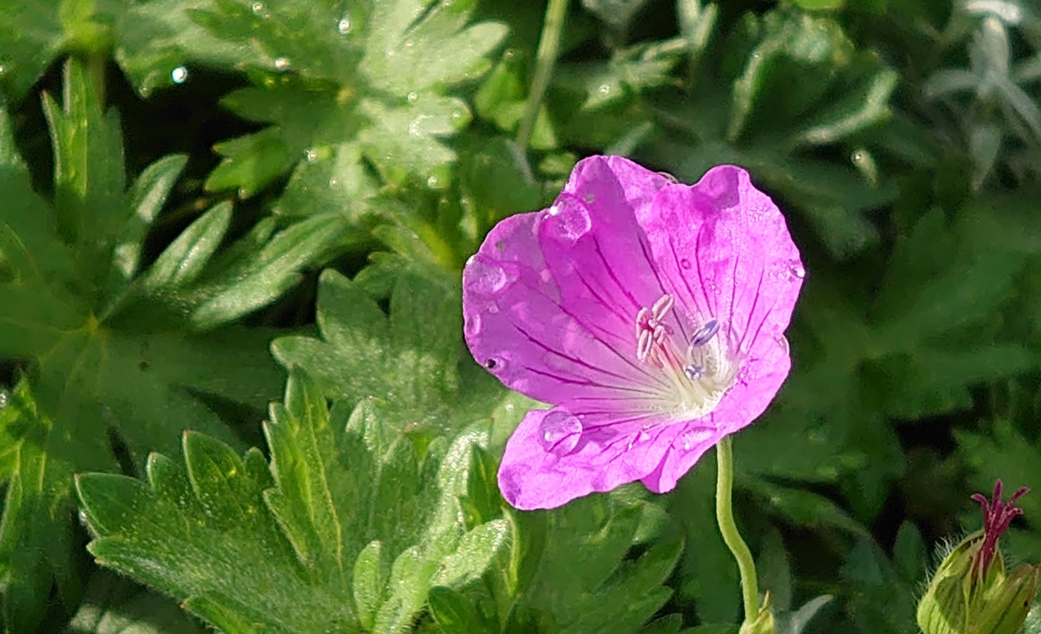 暦生活 こよみせいかつ 10周年 フウロソウ 風露草 花の日めくり 花言葉 変わらぬ信頼 フウロソウ科フウロソウ属の植物の総称です 世界中に分布し 日本ではゲンノショウコ イブキフウロなどが山野に自生します 夏に 清楚な白やピンクの花を
