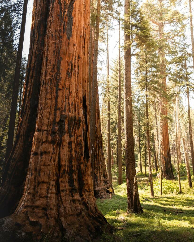 Immortal giants instagr.am/p/CQuzVOcDcoB/