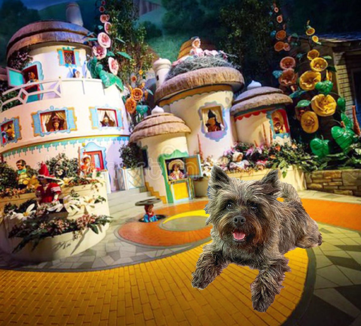 #Toto #thewizardofoz #wizardofoz #munchkinland #cairnterrier #cairnterriers