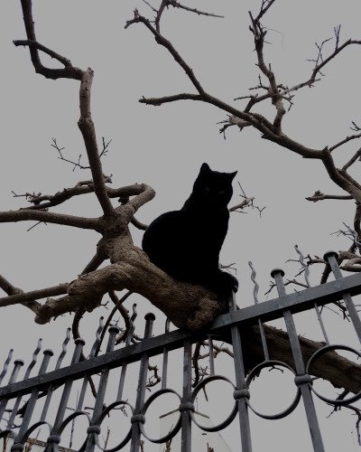 Spirit_Session's tweet image. Black cats. Yessss