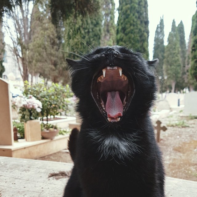 Spirit_Session's tweet image. Black cats. Yessss