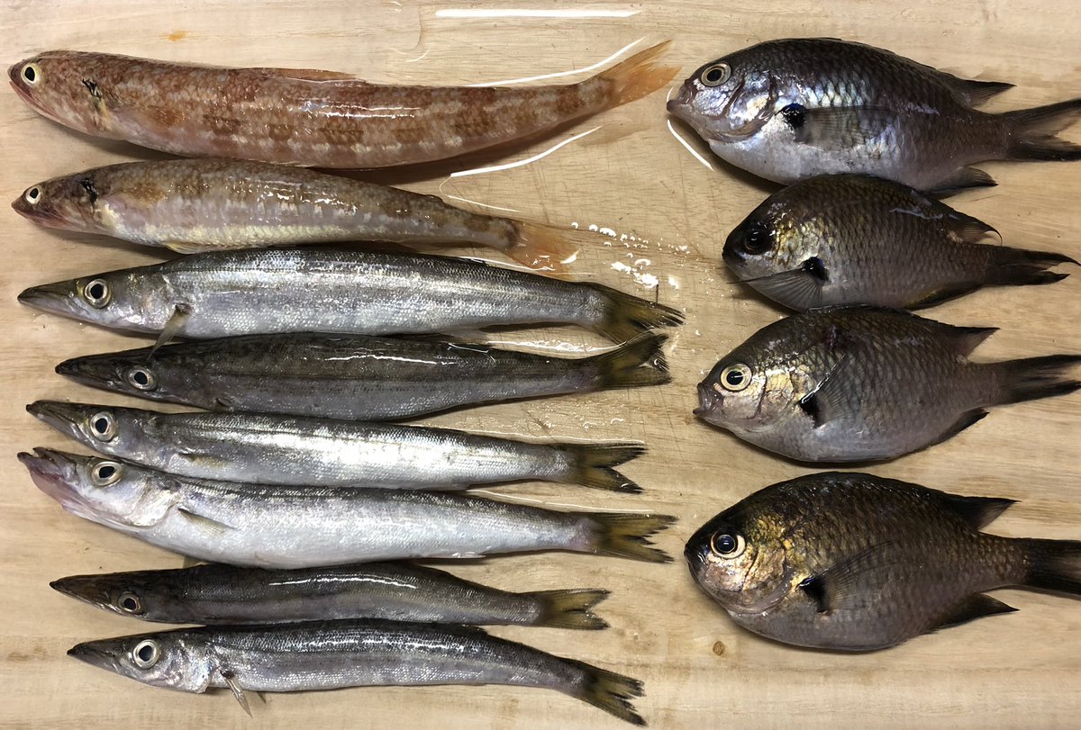 昨日の釣果 スズメダイ以外貰い物 カマス スズメダイ エソでした カツオ 白四 Epfcのイラスト 昨日の釣果 スズメダイ以外貰い物 カマス スズメダイ エソでした カツオ 白四 Epfcのイラスト