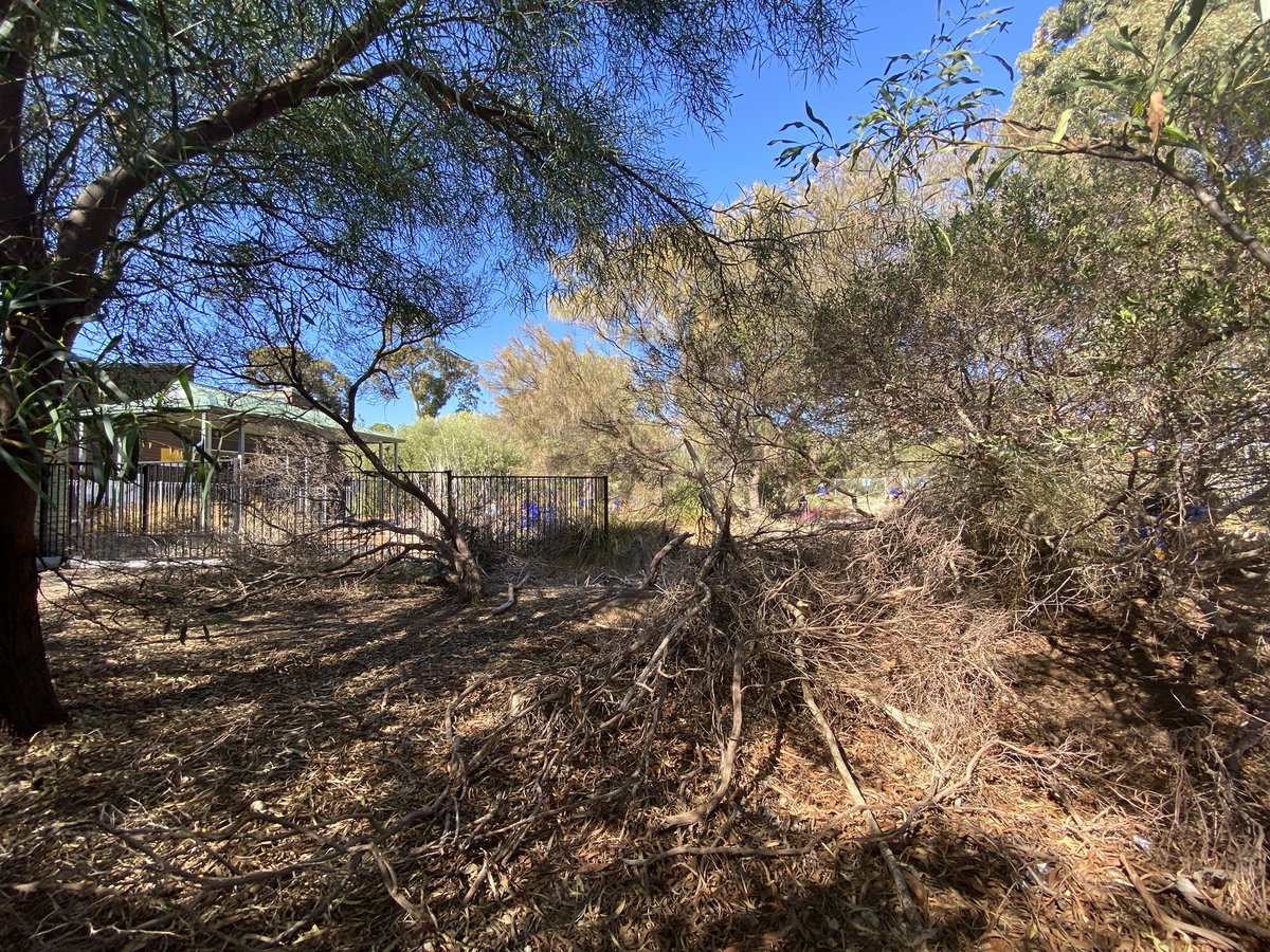 ProjReimaginate's tweet image. In 10 weeks we went from neglected eyesore to inviting sanctuary. 

An outdoor classroom and native garden made by kids, for kids. 

#ProjReimaginate @edu_sagov @JohnGardnerMP