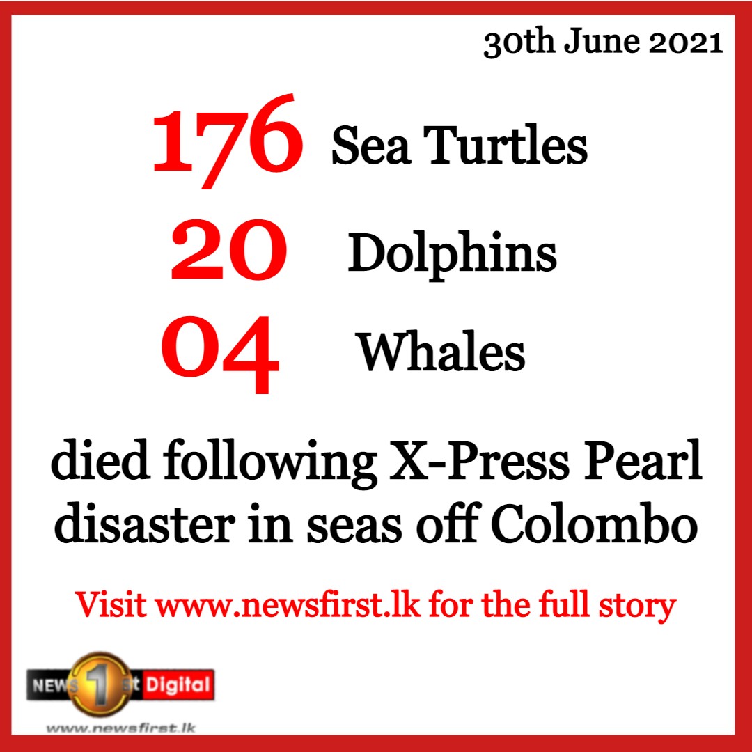 NewsfirstSL's tweet photo. 176 sea turtles dead following X-Press Pearl disaster, AG tells Court

READ MORE; https://t.co/Mwk6xRemhI

#lka #SriLanka #SeaTurtle #SaveSLTurtles #Dolphin #Whale #XPressPearl #MarineEnvironment #MarinePollution #MarineDisaster https://t.co/HM24bhBBKl