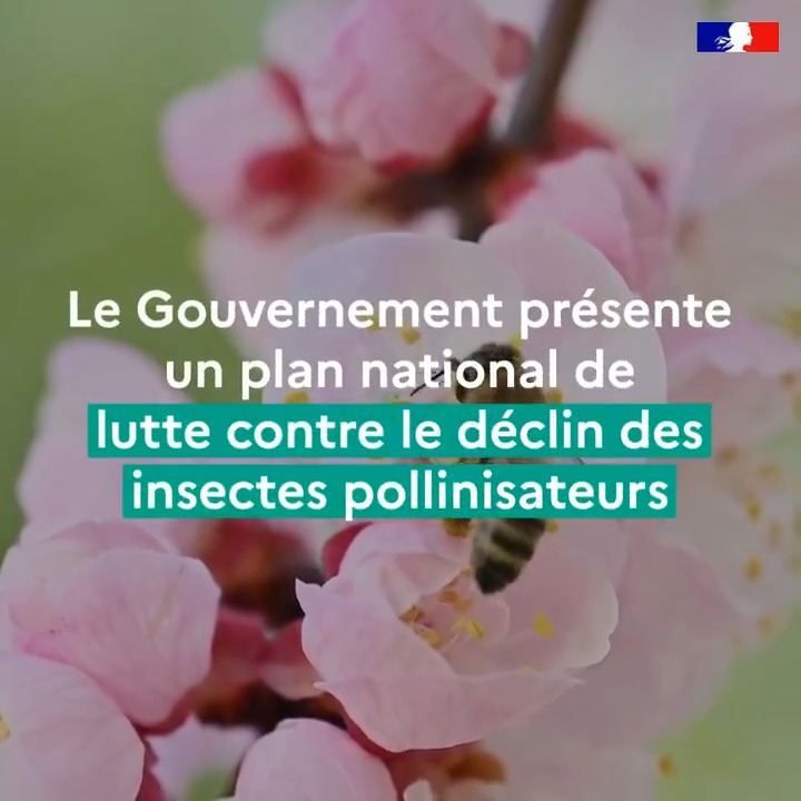טוויטר Ministere De L Ecologie בטוויטר Le Gouvernementfr Presente Un Plan National Pour Lutter Contre Le Declin Des Insectes Pollinisateurs Participez A La Consultation Publique Jusqu Au Juillet 21 T Co F0ia7c6kod