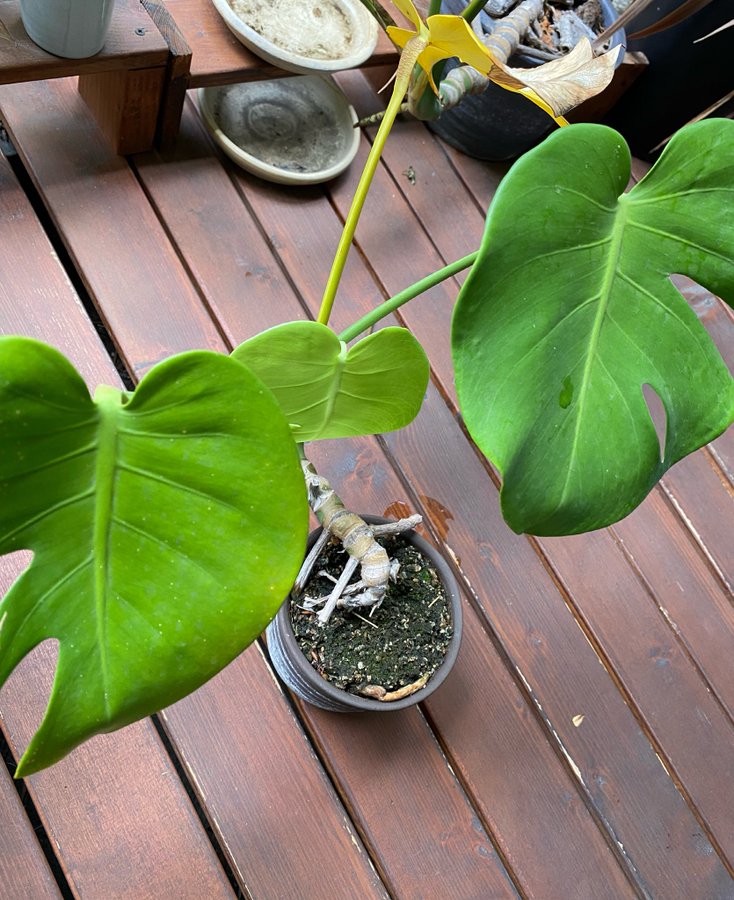 Monstera Mania 大辞典