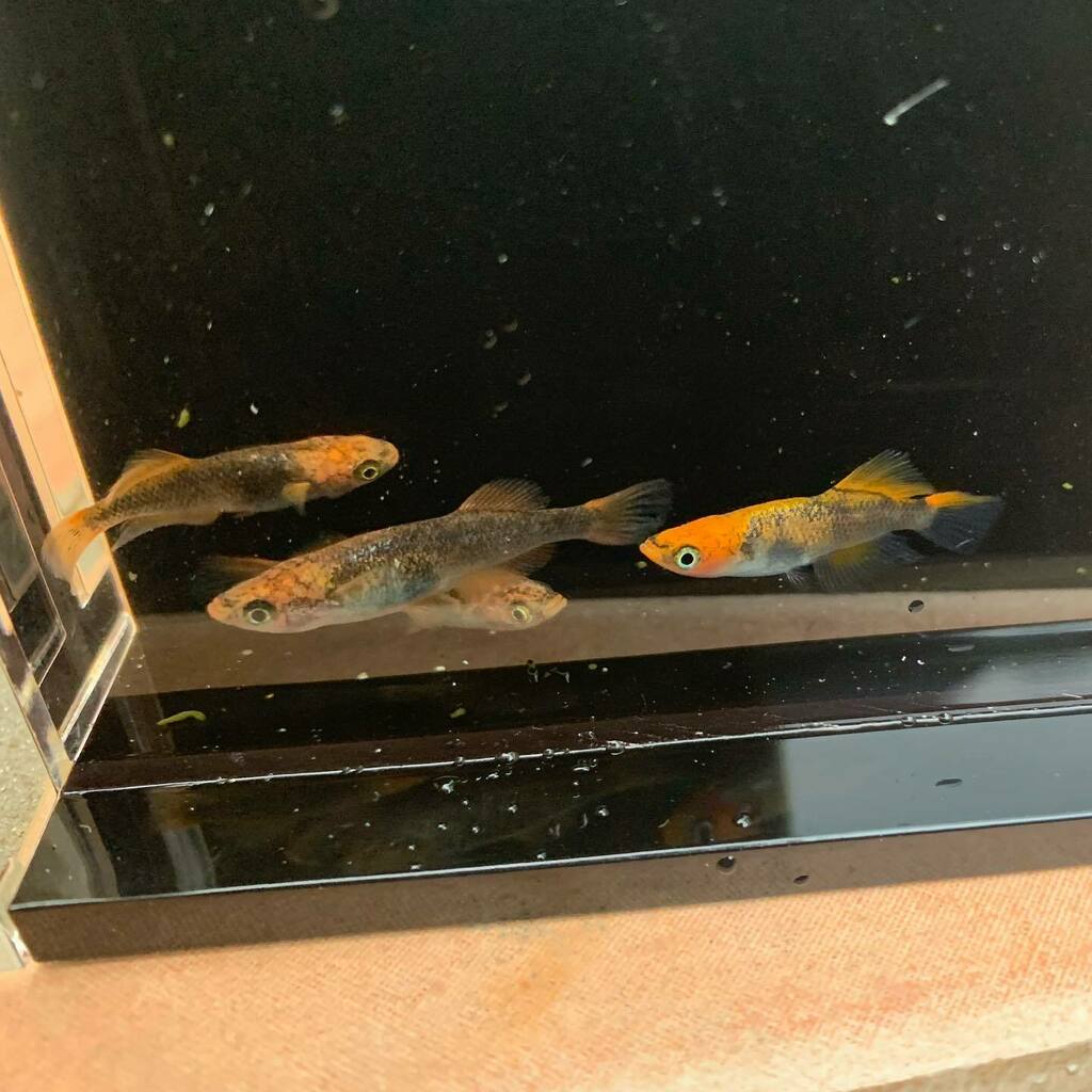 めだかのいる暮らしのtwitterリアルタイム検索結果 Meyou ミーユー