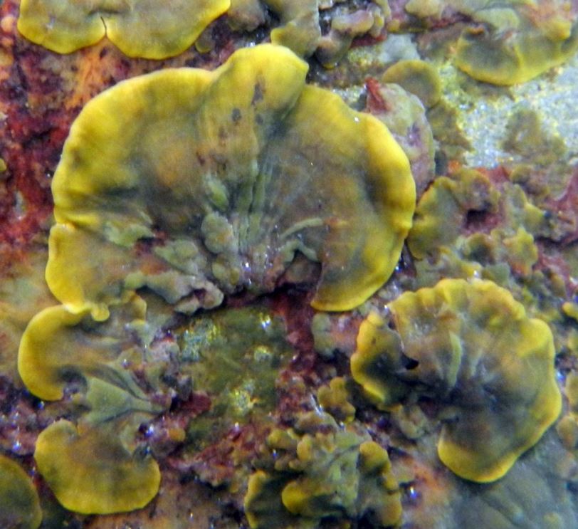 The British Phycological Society tweet media