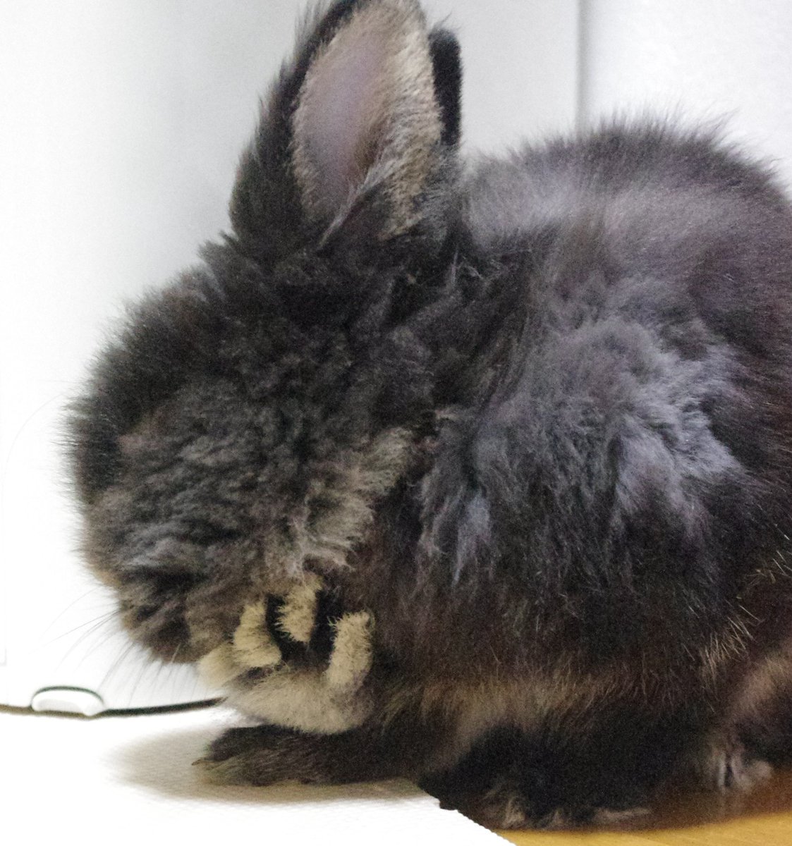 初めてのうさぎさん 暮らした体験と思い Wakatora007 Twitter