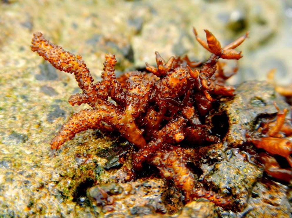 Midweek round-up of some more Hilda Canter-Lund 2021 #photographic competition entries! 

Submit your entry here brphycsoc.org/hilda-canter-l…

Deadline - 25th July 2021

#marinealgae #macroalgae #rockpools #seaweed