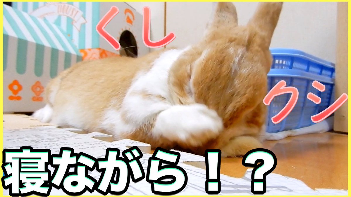 Uzivatel うさぎのサスケ先輩と ときどき飼い主 Na Twitteru 木曜のサスケ先輩チャンネルのサムネが完成 この時期はダルくなるらしく 立つことをやめてしまった うさぎの末路ですwww このサムネが目印なのでぜひご視聴ください チャンネル登録 高評価も