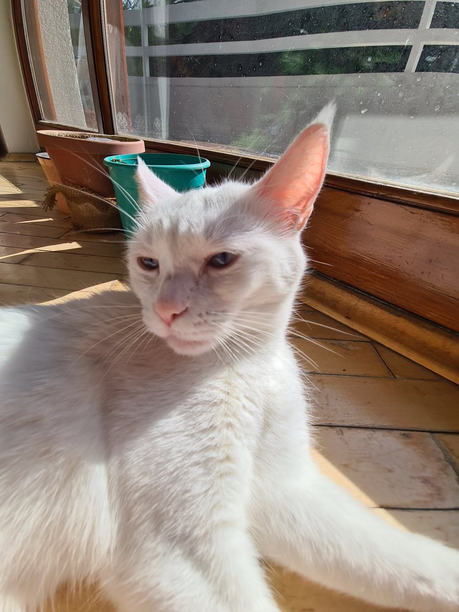 Heybetli kulaklarım için akım gelmiş. Kulak kontroll