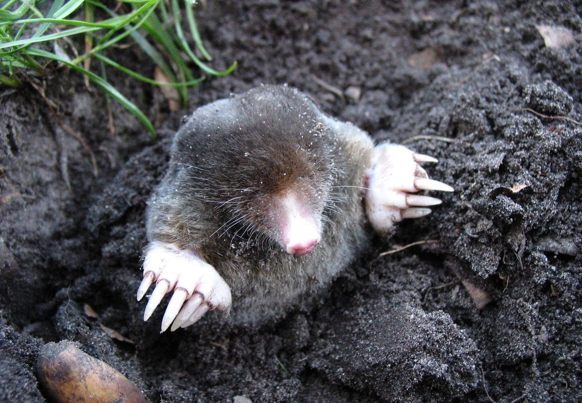 fourpawsint's tweet photo. Moles like to eat snails🐌 &amp; insects🐜, which can otherwise damage the garden plants. So they are very useful animals! The soil loosened up by moles is also ideal for filling flower pots. Try to see the mole as a partner - not a pest.➡ https://t.co/Mj00Z7C0e2 https://t.co/YDSi7AOHXR