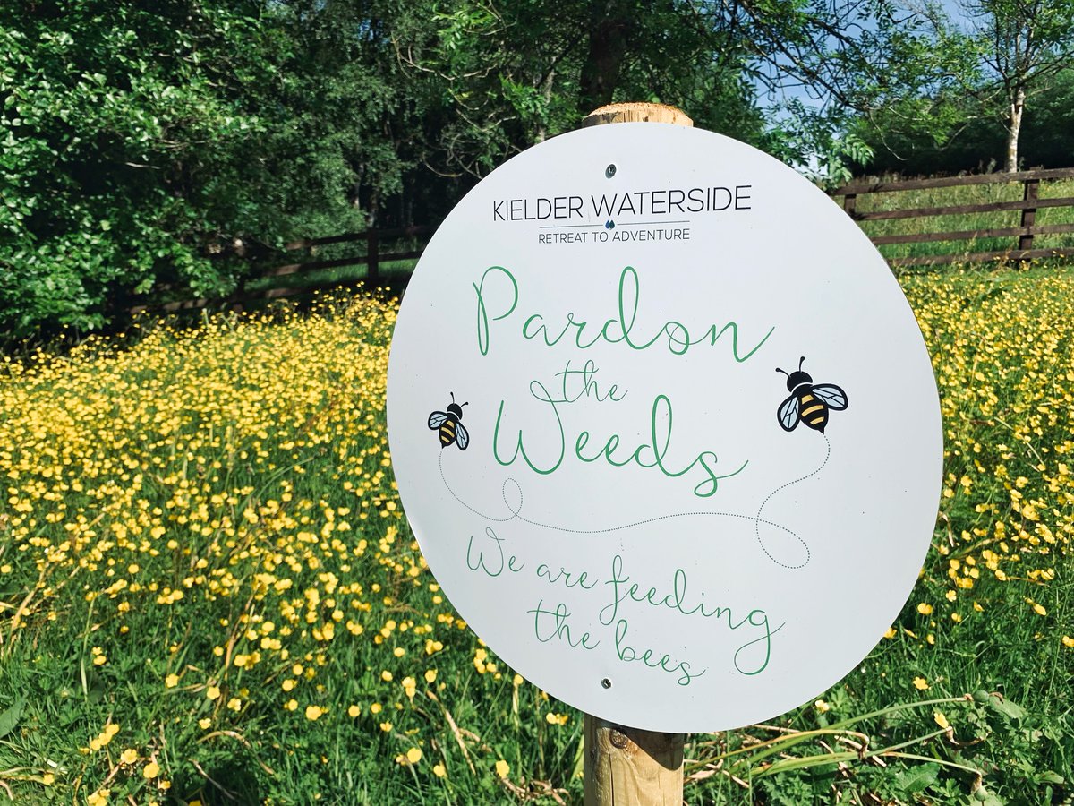 Our site might be looking a little 'weedy' and overgrown at the moment, but many plants that some regard as weeds are actually rich in pollen and nectar! We are doing our bit to feed the bees 🐝💛 @BumblebeeTrust @DaveGoulson @BellamyParks