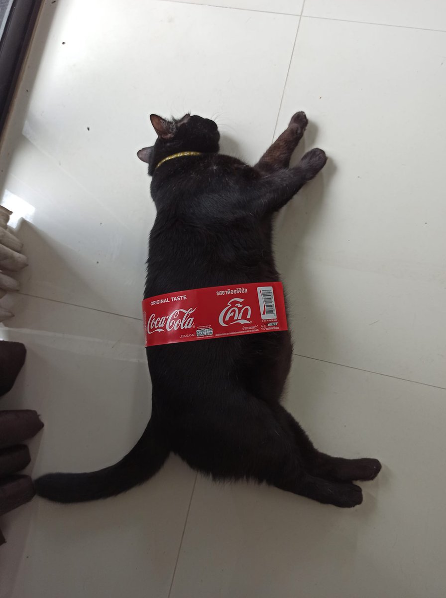 TranslatedCats's tweet photo. Coke now has a 5 liter bottles, you know?! https://t.co/dCIONVCf5U