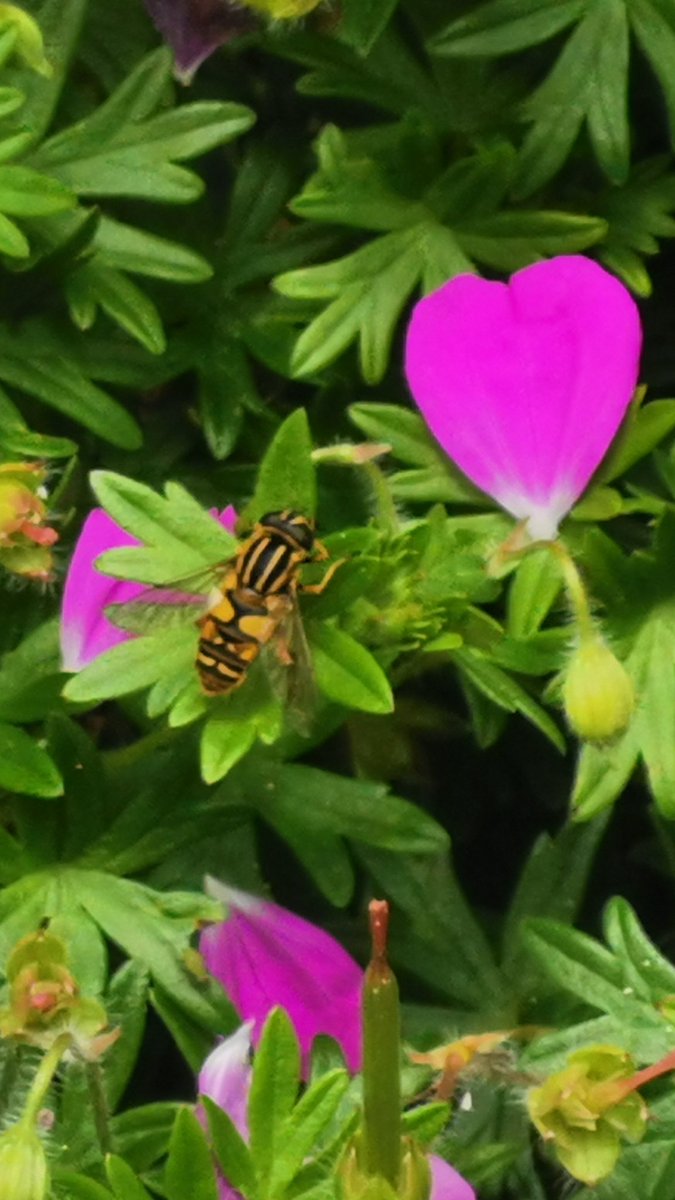 #BiodiversityTLC6 <a href="/TLC_Limerick/">Team Limerick Clean-Up</a> I 💚Limerick.