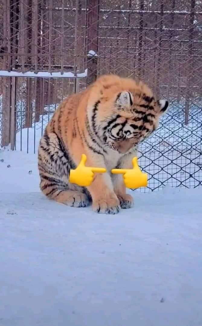 FunadoAlex's tweet photo. #sorteominecraft #sorteo Cuenta de Minecraft o HBO Max Premium.
Requisitos
Darme follow https://t.co/gs3bIcUzaU