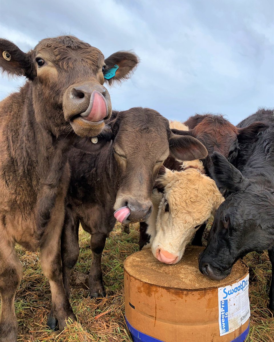 SweetProAus's tweet image. SweetPro 16: bringing all the heifers to the block. #sweetpro #sweetproau #cattle #ausag